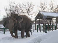 elephant zoos worst