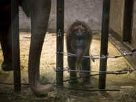 elephant zoos worst