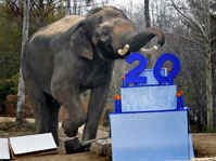 elephant zoos worst