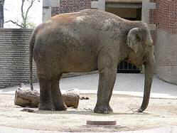zoo elephants