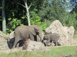 zoo elephants