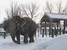 zoo elephants
