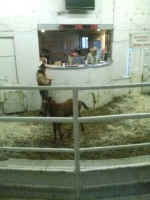 wild horse foal roundup BLM