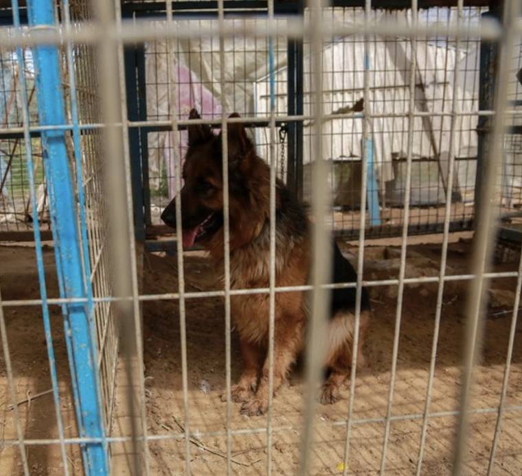 Rafah Zoo