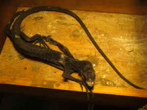 rats reptiles captive breeder