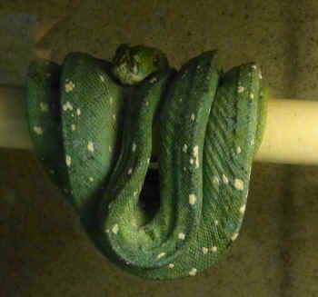 rats reptiles captive breeder