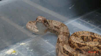 rats reptiles captive breeder