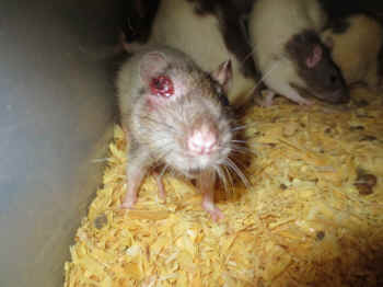 rats reptiles captive breeder