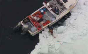 harp seals seal hunt