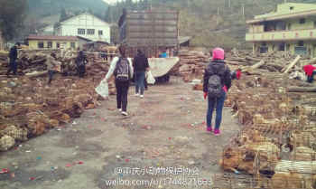 Chinese activists rescue dogs slaughter