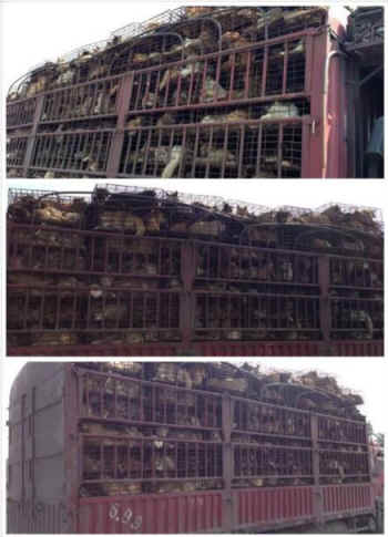 Chinese activists rescue dogs slaughter