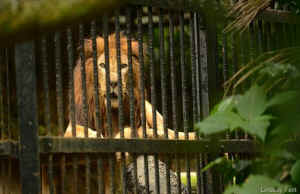 Costa Rica shuts zoos lion Kivu