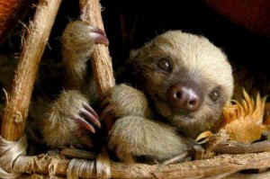 Costa Rica shuts zoos sloth