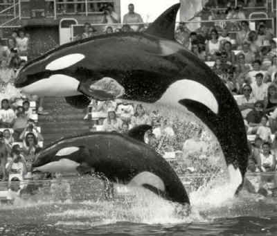 Cynthia Payne SeaWorld Blackfish