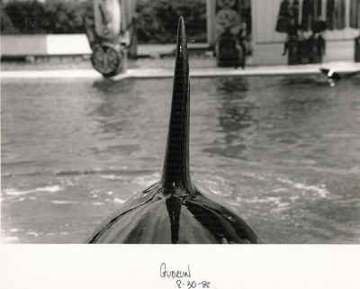 Cynthia Payne SeaWorld Blackfish