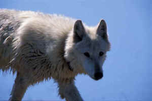 wolf wolves Jim Robertson Farley Mowat