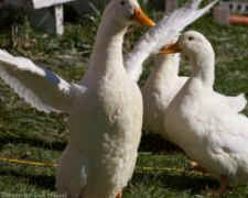 foie gras duck goose