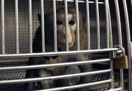 caged monkey