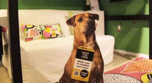 Ikea shelter adoption