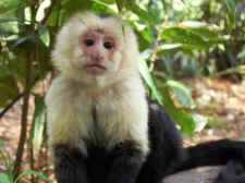 Justin Beiber infant monkey Mally