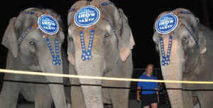 wild animals circus ban