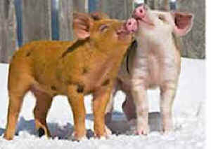 King Amendment cruelty undercover