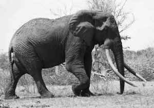 elephant ivory poached