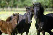 wild horses birth control
