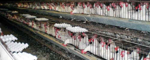 speciesism Mark Devries battery hen