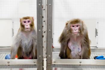 Madison monkeys