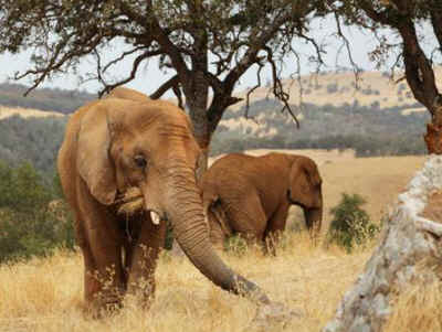 PAWS elephant sanctuary