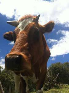 balarama rescued bullock