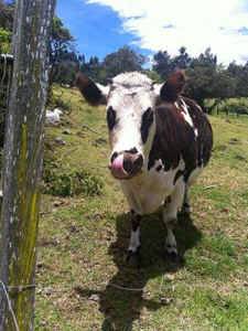 gita rescued cow