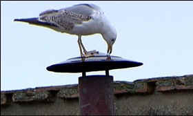 Pope Francis animals