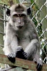 monkey ProFauna poaching poacher
