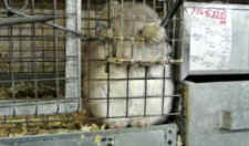 chinchilla fur farm