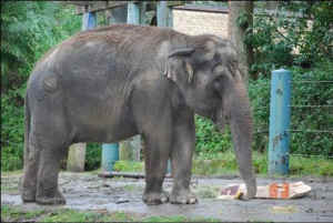 Seattle zoo elephant Chai
