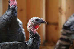 turkey rescue Catskill sanctuary