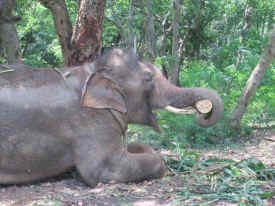 Sunder elephant rescued