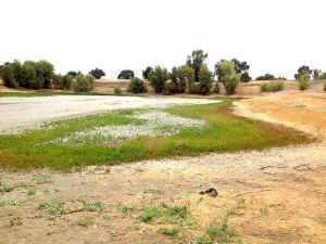 waterfowl rescue from drought