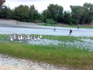 waterfowl rescue from drought