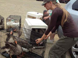 waterfowl rescue from drought