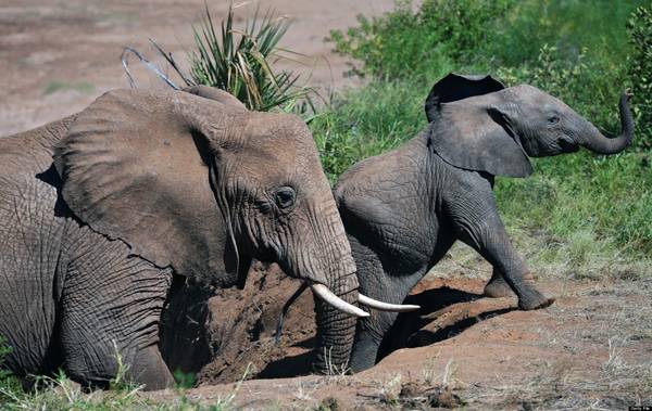 mother and baby elephant