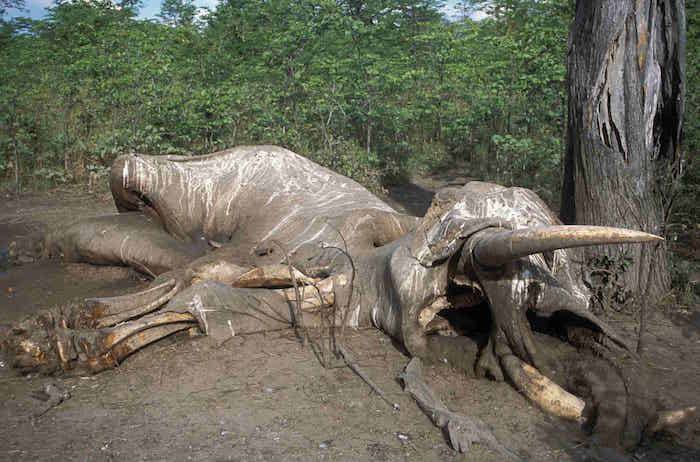 murdered elephant