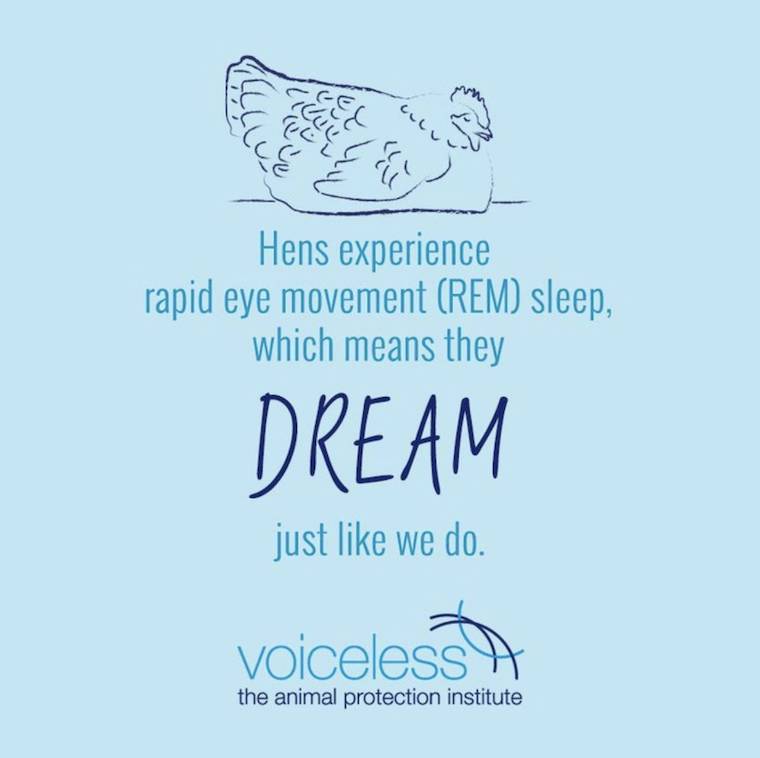 hens dream