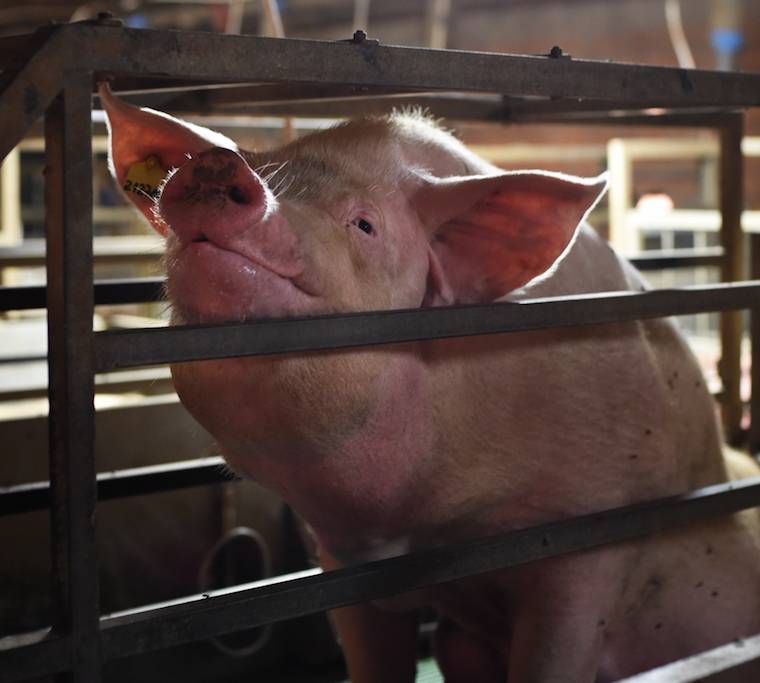 confined sow
