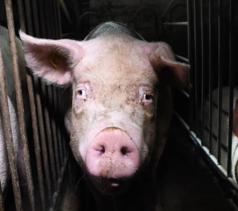 confined sow
