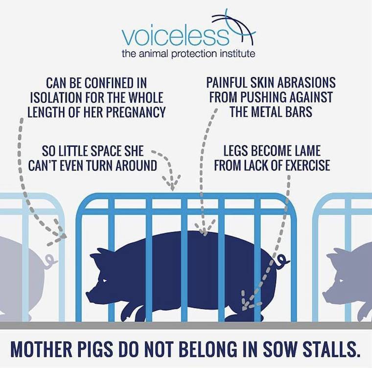 sow stalls
