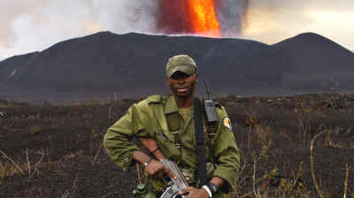 Virunga gorillas