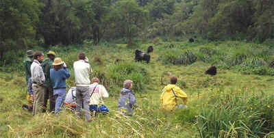 Virunga gorillas